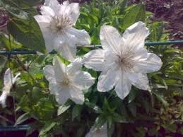 Maybe you would like to learn more about one of these? How To Transplant Clematis In The Fall Practical Recommendations Transplanting Garden Clematis To A New Place Timeline Step By Step Instructions How To Transplant Clematis Correctly When Needed