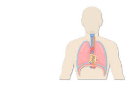 Their partner website has animated text narrations and quizzes to help you study the structures and functions of the anatomical systems. Trachea Or Windpipe Location Anatomy And Physiology