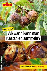 Wann Kann Man Kastanien Sammeln Selbst De Kastanien Kastanien Waschmittel Maronen