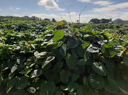 Image result for Merremia palmata