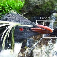 Morphometric Measurements Taken On A Northern Rockhopper Penguins... |  Download Scientific Diagram
