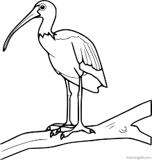 Hand made and hand painted locally designed pottery that focusses on all things guyanese. Ibis Coloring Pages Coloringall
