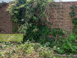 By following these simple instructions, your plants should. Clematis Montana P Stock Photo By Jacqui Dracup Image 1348844