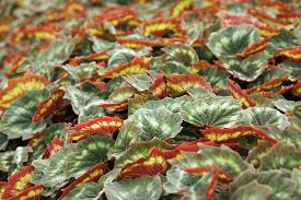 Image result for Begonia nyassensis