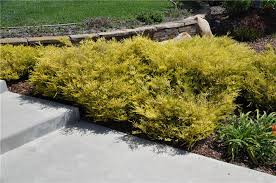Coleonema pulchrum and its various forms are very popular garden shrubs, with their aromatic foliage and starry flowers. Coleonema Pulchellum Sunset Gold