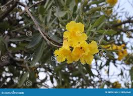 Image result for Handroanthus chrysotrichus