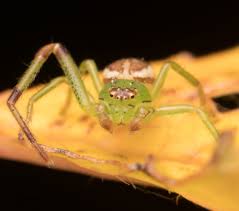 Image result for Digitaria siderograpta