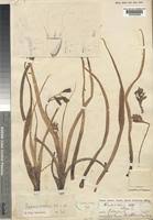 Image result for Hypoxis nyasica