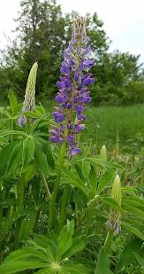 We did not find results for: Lupinus Polyphyllus By Gary B Jungledragon