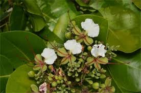 Image result for Intsia