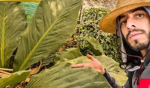 Un wxtraordinario Anthurium schlechtendaii. Gigante de follaje amplio, muy  tolerante a la sombra. Medicinal.