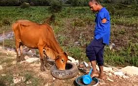 Sejak ratusan tahun, 'kek' najis lembu digunakan penduduk kampung di india untuk memanaskan apa yang menarik, menurut syarikat berkenaan, sejak 'kek' najis lembu mula dijual di internet. Oku Cacat Kedua Belah Tangan Cekal Ternak Lembu Free Malaysia Today Fmt