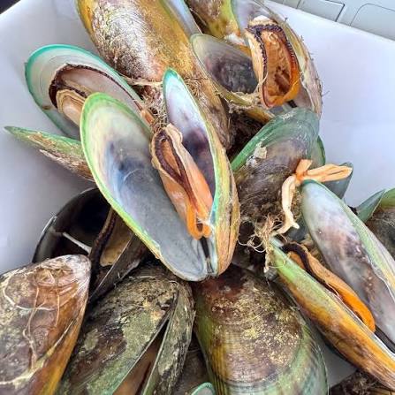New Zealand green-lipped mussels, uses and benefits presented by chaktty at HealthPally 