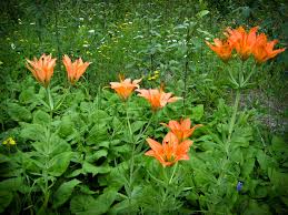However, this is not the first time tiger's estranged aunt has made a public appeal for her to return and see her australian family. The Tiger Lily Edible Beautiful And Easy To Grow One Green Planet