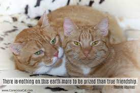 The best friends are feline friends. a cat is the friend you always wanted but never knew you needed. funny cat quotes. Sunday Quotes Friends The Conscious Cat