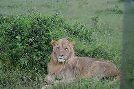 Oct 06, 2020 · en las últimas dos décadas ha desaparecido aproximadamente un 50% de todos los leones africanos. Cientificos Estudian El Caso De Leonas Con Melena Que Actuan Como Machos Astrolabio