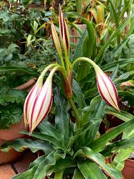 Image result for Plicosepalus sagittifolius