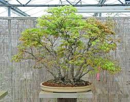 Can be pruned into bonsai trees ; Clump Style Japanese Maple Acer Palmatum Bonsai Tree Bonsai Tree Japanese Maple Bonsai Maple Bonsai