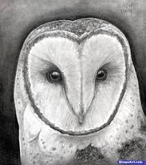 How To Draw An Owl Head Masked Owl Owls Drawing Animal Drawings Owl Head