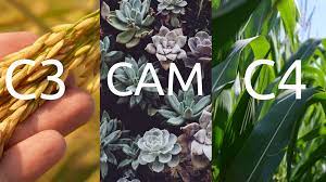 C3 C4 And Cam Photosynthesis Difference Explained Photosynthesis Different Plants Plants