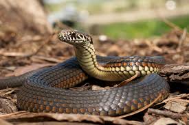 Be careful not to hit the wall or eat your tail! Australia S Mouse Epidemic About To Get Worse With Snake Plague