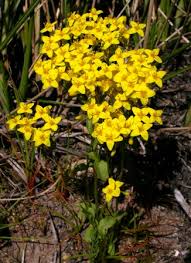 Image result for Sebaea