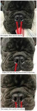 According to petplan claims data, medical expenses relating to soft palate. Surgery Southern Animal Health