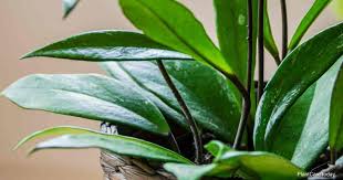 Hoya plants such as hoya carnosa are known as wax plants because their leaves and flowers look like they are carved from wax. Hoya Pubicalyx Care Growing The Pink Silver Hoya