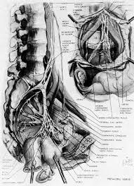 A distinction is made between the lesser or true pelvis inferior to the terminal line, and the greater or false pelvis above it. Anatomy Of The Pelvis Glowm