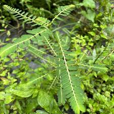 Image result for Phyllanthus beillei