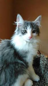 … cat in norfolk, va (31761317) tools. Pin On Petting Zoo