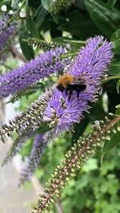 Image result for shrubby veronica hebe