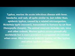 Typhus Murine Medical Definition And Pronunciation Youtube