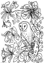 Free printable flower coloring pages. Barn Owl And Flowers Colouring Page Barn Owl Trust