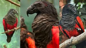 Much of the modern industrial world can be blamed for unbalancing our delicate ecosystem and driving many species to extinction. Pesquet S Parrot Also Known As Dracula Parrot For Obvious Reasons Natureisfuckinglit