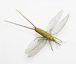 Art Illustration Prehistoric Insects Palaeodictyopterids Were Insects Related To Dragonflies Prehistoric Insects Prehistoric Animals Dinosaurs Prehistoric