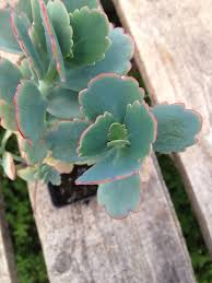 Pin On Gardening