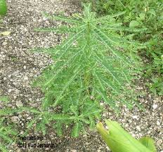 Image result for Phyllanthus fraternus