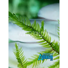 Image result for Rotala fontinalis