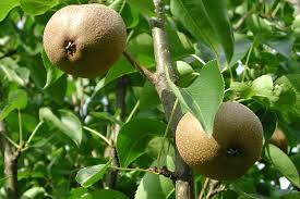 Image result for Pyrus pyrifolia