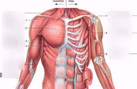 Human muscle system, the muscles of the human body that work the skeletal system, that are under voluntary control, and that are concerned with movement, posture, and balance. Chest Muscles Diagram Quizlet