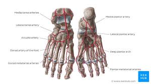 All blood vessels have the same basic structure. Lower Extremities Arteries And Nerves Anatomy Branches Kenhub
