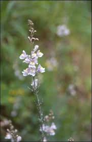Linaire Striee Le Site Est Super Pour Identifier Des Especes Fleurs Sauvages Plantes Sauvages Et Fleurs