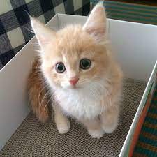 人がダイスキな優しいこです 投稿者 うちゃぼう うちゃり メインクーン 変な寝相写真 の 投稿大募集中 猫好きさんとつながりたい ねこちゃんホンポ 猫 ねこ 子猫 ねこ部 にゃんすたぐらむ にゃんこ にゃんだふるライフ ふ 子猫 メイン