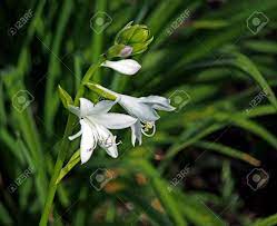 It is said that the spots of this flower look like coins of money. Flowers Like Small White Lilies Bloom In The Garden Stock Photo Picture And Royalty Free Image Image 129330208