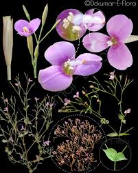 Image result for Canscora diffusa