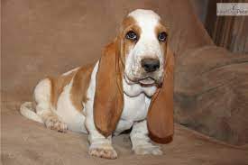 They are very fond of their master and family. I Am A Cute Basset Hound Puppy Looking For A Home On Nextdaypets Com Basset Hound For Sale Basset Puppies Hound Puppies