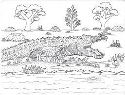 Here is a collection of crocodile coloring pages to print in their realistic and cartoon forms. Robin S Great Coloring Pages Salt Water Crocodile