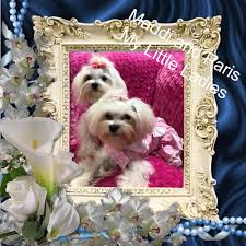 Still need help finding a maltese puppy to adopt? Malteseuluv S Tiny Treasures Maltese Puppies For Sale Silverhill Al