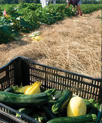 Zucchini grows best during the warmer months, which is why it's also called summer squash. Growing Summer Squash How To Plant Grow Harvest Johnny S Selected Seeds